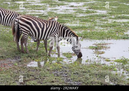 Zebre che bevono dall'acqua alluvionale nella riserva nazionale Masai Mara Kenya Africa Foto Stock
