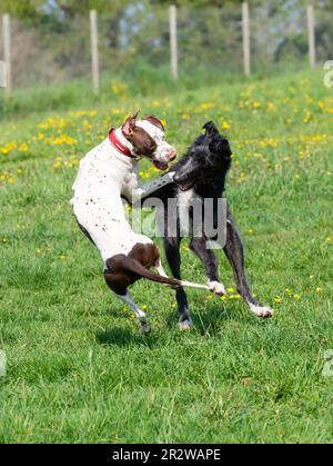 Narla, un daltation x Bull Terrier, e Sampson, un levriero x deerhound, giocano a combattere in un prato inglese Foto Stock