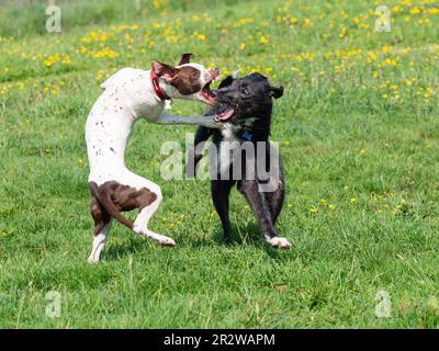 Narla, un daltation x Bull Terrier, e Sampson, un levriero x deerhound, giocano a combattere in un prato inglese Foto Stock