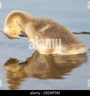 Dormire gosling sul lago Cemetery, Southampton Common, Southampton, Hampshire, Regno Unito Foto Stock