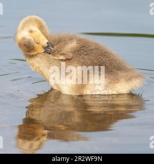 Dormire gosling sul lago Cemetery, Southampton Common, Southampton, Hampshire, Regno Unito Foto Stock