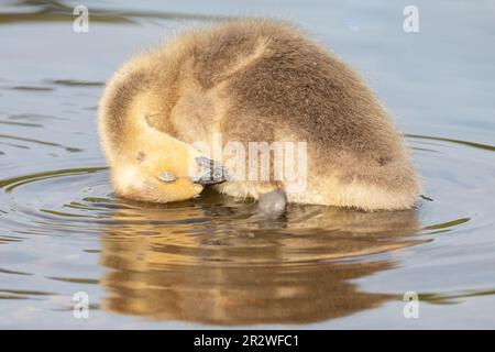 Dormire gosling sul lago Cemetery, Southampton Common, Southampton, Hampshire, Regno Unito Foto Stock