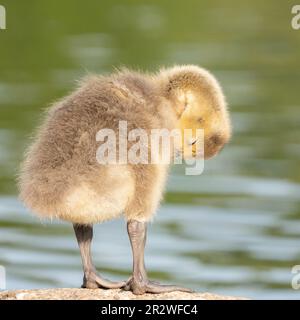 Dormire gosling sul lago Cemetery, Southampton Common, Southampton, Hampshire, Regno Unito Foto Stock