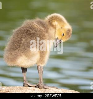 Dormire gosling sul lago Cemetery, Southampton Common, Southampton, Hampshire, Regno Unito Foto Stock