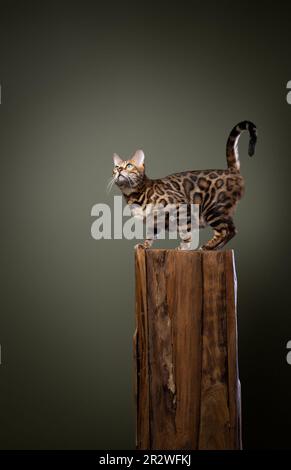 Curioso gatto bengala in piedi su un ceppo di legno e guardando al lato. Studio girato su sfondo verde oliva con spazio copia Foto Stock