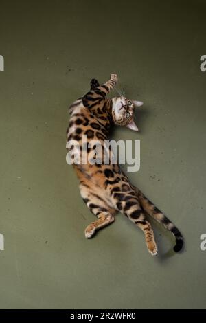 divertente gatto bengala sdraiato sulla sua schiena sul terreno che si allunga rotolando in cagnip Foto Stock