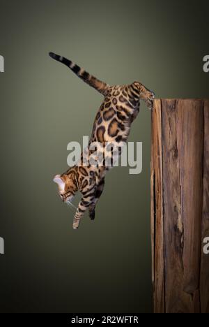 Gatto bengala che salta giù da un tronco di albero di legno. studio a mezz'aria girato su sfondo verde oliva con spazio copia Foto Stock