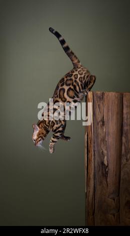 Gatto bengala che salta giù da un tronco di albero di legno. studio a mezz'aria girato su sfondo verde oliva con spazio copia Foto Stock