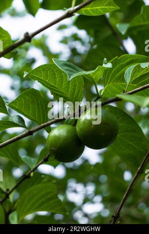 Frutta verde su albero in giardino naturale. Messa a fuoco selettiva Foto Stock