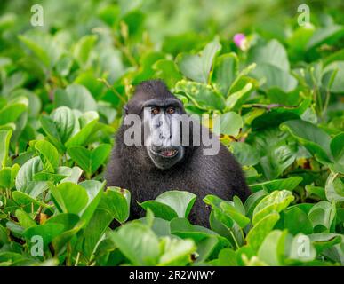 Celebes macaco crestato tra vegetazione tropicale. Indonesia. Sulawesi. Foto Stock