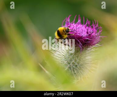 Portogallo. Fiori primaverili. Bomble Bee - bombus terrestris lusitanicus si nutre di un cardo in fiore. Messa a fuoco superficiale sull'ape per effetto. Spazio per il testo Foto Stock