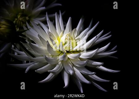 Fiore da giardino; catturato da un flusso di luce di metà giornata, questo fiore spicca in un giardino pieno di fiori. Foto Stock