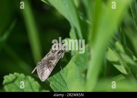 Y MOTH argento (Autographa gamma) a riposo Foto Stock