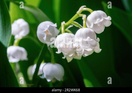 Giglio della valle o fiore di Convallaria primo piano su sfondo verde sfocato Foto Stock