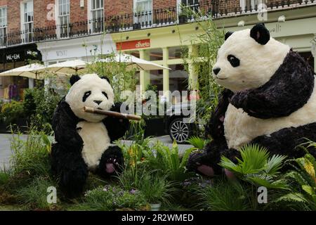 Londra, Regno Unito. 21 maggio 2023. Belgravia's Bamboo Bears di Moyses Stevens su Elizabeth Street. Il festival Belgravia in Bloom si terrà dal 22 al 29 maggio. Tornando per l’ottava volta con il tema ‘Into the Wild’, il festival vedrà Belgravia prendere vita con incredibili installazioni floreali. Le installazioni floreali locali coincidono con l'annuale RHS Chelsea Flower Show. Credit: Waldemar Sikora/Alamy Live News Foto Stock