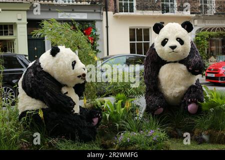 Londra, Regno Unito. 21 maggio 2023. Belgravia's Bamboo Bears di Moyses Stevens su Elizabeth Street. Il festival Belgravia in Bloom si terrà dal 22 al 29 maggio. Tornando per l’ottava volta con il tema ‘Into the Wild’, il festival vedrà Belgravia prendere vita con incredibili installazioni floreali. Le installazioni floreali locali coincidono con l'annuale RHS Chelsea Flower Show. Credit: Waldemar Sikora/Alamy Live News Foto Stock