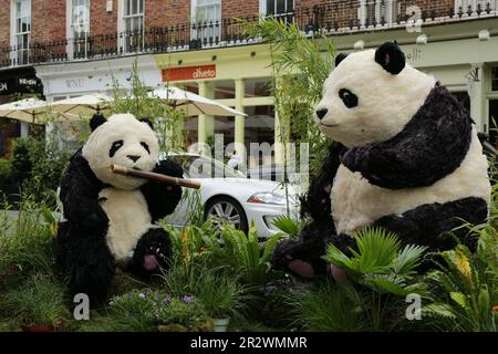 Londra, Regno Unito. 21 maggio 2023. Belgravia's Bamboo Bears di Moyses Stevens su Elizabeth Street. Il festival Belgravia in Bloom si terrà dal 22 al 29 maggio. Tornando per l’ottava volta con il tema ‘Into the Wild’, il festival vedrà Belgravia prendere vita con incredibili installazioni floreali. Le installazioni floreali locali coincidono con l'annuale RHS Chelsea Flower Show. Credit: Waldemar Sikora/Alamy Live News Foto Stock