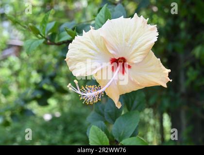 Primo piano di un fiore di ibisco cinese di colore arancione chiaro fiorito nel giardino Foto Stock