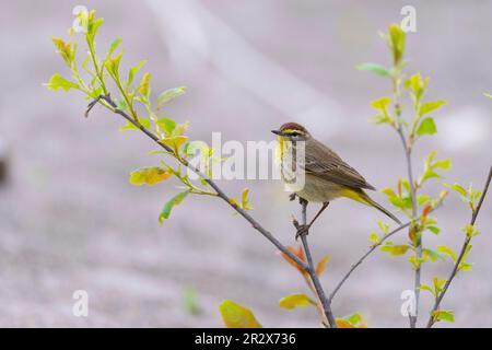 Palm Warbler (palmarum Setophaga) Point Pelee Parco Nazionale Essex County Ontario Canada Foto Stock