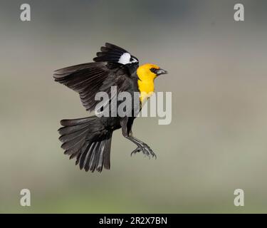 Blackbird testa gialla (Xanthocephalus xanthocephalus) cattura insetti a Marble Hot Springs Plumas County California USA Foto Stock