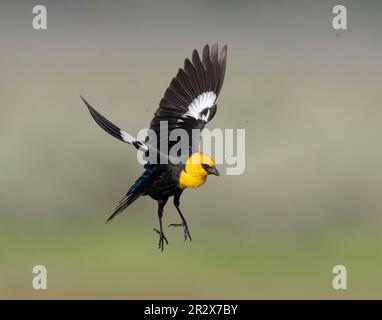 Blackbird testa gialla (Xanthocephalus xanthocephalus) cattura insetti a Marble Hot Springs Plumas County California USA Foto Stock