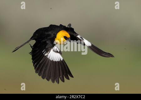 Blackbird testa gialla (Xanthocephalus xanthocephalus) cattura insetti a Marble Hot Springs Plumas County California USA Foto Stock