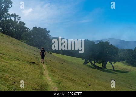 Fanal foresta in una giornata di nebbia Foto Stock