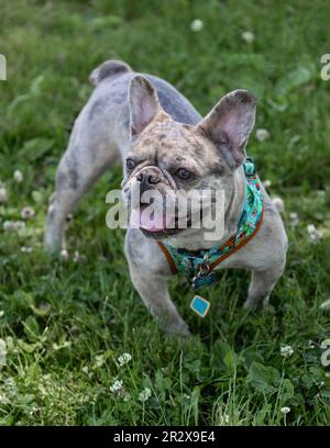 1 anni Merle Tan Frenchie maschio. Parco per cani fuori dal guinzaglio nella California settentrionale. Foto Stock