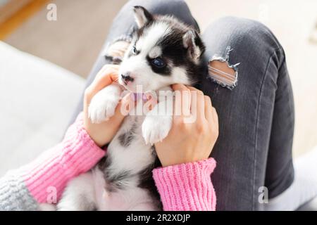 Cucciolo carino e affascinante, sdraiato sulle grembo di una giovane e premurosa donna proprietaria Foto Stock