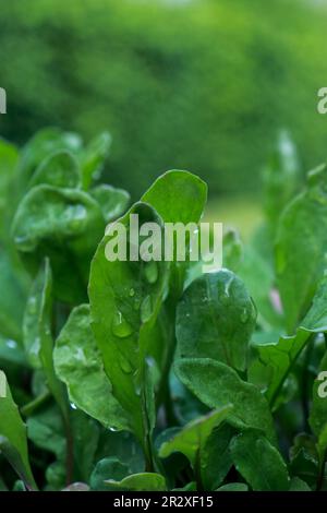 primo piano di giovani piante di spinaci, sfondo verde sfocato Foto Stock