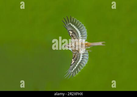 treecreeper comune Certhia familiaris, volo adulto, Suffolk, Inghilterra, maggio Foto Stock