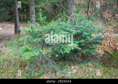 Due giovani abeti (Abies alba) nella Foresta Nera in Germania Foto Stock