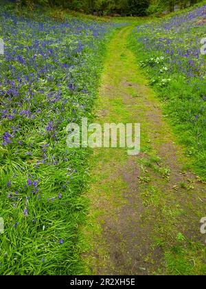 Bluebell Wood, Kinclaven, Scozia Foto Stock