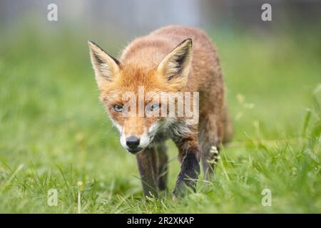 Volpe dagli occhi verdi che cammina verso la macchina fotografica nell'erba verde Foto Stock