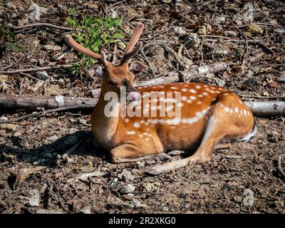 cervi sdraiati nella foresta, natura selvaggia, giorno di sole, verde sullo sfondo Foto Stock