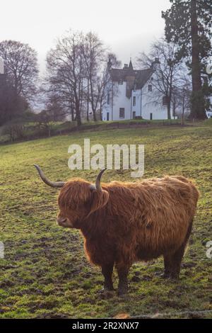 Le mucche delle Highland si trovano a pochi metri dalla Easter Elchies House, presso la distilleria Macallan di Easter Elchies, Craigellachie, Scozia . Foto Stock