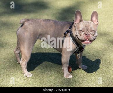 3 anni Lilac Brindle Tan Merle Female Frenchie. Parco per cani fuori dal guinzaglio nella California settentrionale. Foto Stock