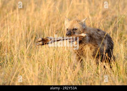 Iena macchiata, Iene macchiata (Crocuta crocuta), Iena, Iene, Canine, predatori, Mammiferi, animali, Hyena giovane punteggiato, che porta osso della gamba indietro a. Foto Stock