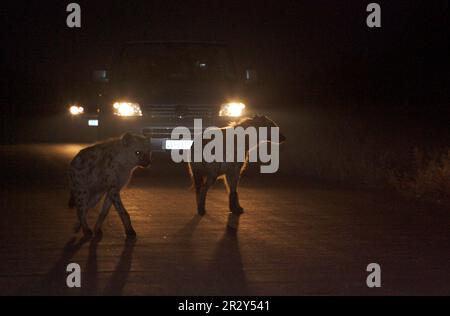 Spotted Hyena (Crocuta crocuta) due adulti, attraversando la strada di notte, Kruger N. P. Mpumalanga, Sudafrica Foto Stock