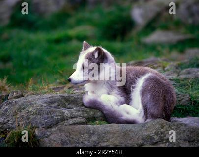 Volpe artica (alopex lagopus) sdraiata sulla roccia Foto Stock