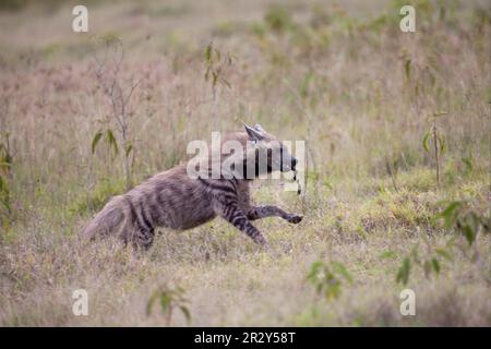 A strisce (Hyaena hyena), Hyena, Hyenas, Canines, predatori, Mammiferi, animali, Striped Hyena adulto, correre con cibo in bocca, Lago Nakuru N. Foto Stock