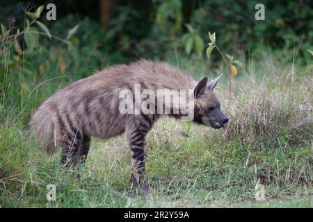 Hyena a righe, hyene a righe (Hyaena hyena), Hyena, Hyenas, Canines, predatori, Mammiferi, animali, Striped hyena adulto, in piedi con il cibo in bocca Foto Stock