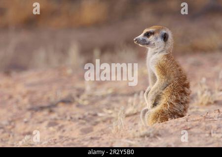 Meerkats (Suricata suricatta) Meerkat, predatori, mammiferi, gatti striscianti, animali, Meerkat adulto, sentinella riscaldamento in primo sole a Burrow Foto Stock