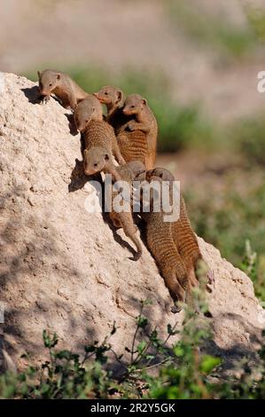 Zebra Mongoose, manguste con bande (Mungos mungo), predatori, mammiferi, gatti striscianti, animali, La famiglia Mongoose si è abbarbinata a un tumulo di termiti, Etosha, Namibia Foto Stock