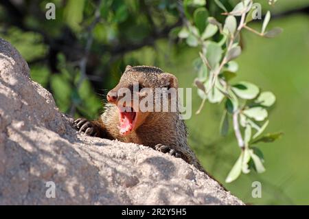 Zebra Mongoose, manguste con bande (Mungos mungo), predatori, mammiferi, gatti sneaky, animali, Chiamata per adulti con mance, Etosha, Namibia Foto Stock