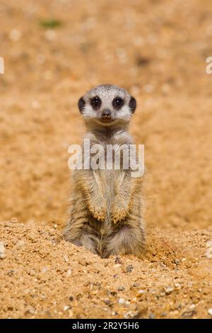 Meerkats (Suricata suricatta) Meerkat, predatori, mammiferi, gatti striscianti, animali, Bambino Meerkat, seduto sulla sabbia, con zampe di sabbia da scavo Foto Stock