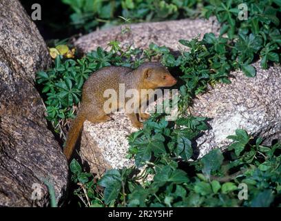 Gichneumon nana, Mongoose nana, Mongoose nana, predatori, mammiferi, Gatti sneaky, animali, Mongoose, nano orientale (Helogale undulata) primo piano, ON Foto Stock