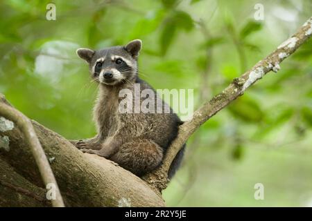 Raccoon (Procyon cancrivoro) adulto, seduto in rami di albero, Costa Rica Foto Stock