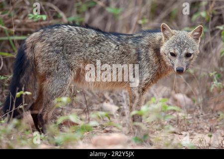 Zorro (Dusicyon thous) adulto che mangia granchio, in piedi in savanna, Pantanal, Mato Grosso, Brasile Foto Stock