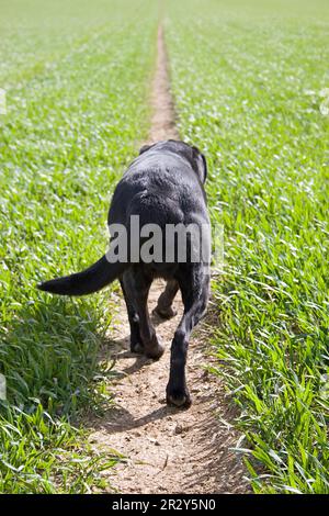 Cane domestico, Black Labrador Retriever, adulto artritico anziano, camminando via sul sentiero attraverso Arativo campo, Inghilterra, Regno Unito Foto Stock